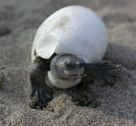 Espécie de tartaruga considerada extinta até 2002 pode ser salva
