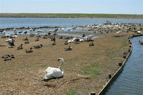 Abbotsbury Swannery Admission Price And Info Dorset Guide