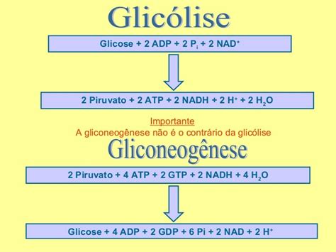 Gliconeogenese