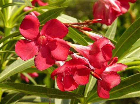 Red Oleander For Sale Buying And Growing Guide