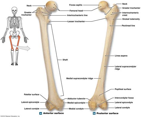 Bone Markings On The Right Femur Anatomy Bones Human Skeleton