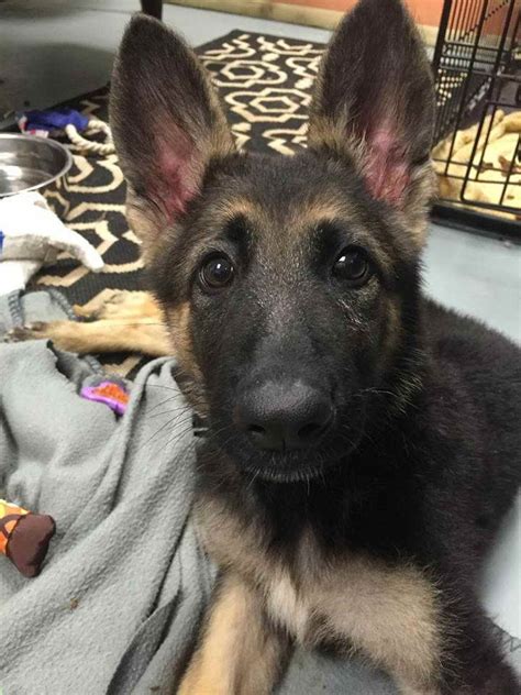 Indianapolis animal care services (iacs) normally adopts cats and dogs for $60. German Shepherd Rescue Indianapolis | PETSIDI