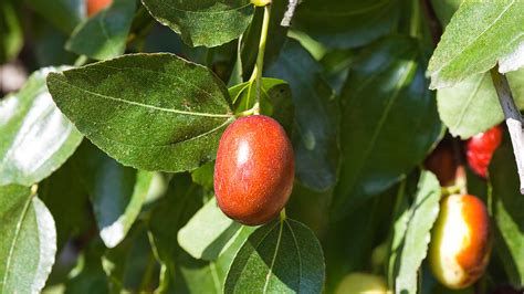 Growing Jujube Trees And How To Use The Fruit Organicgarden