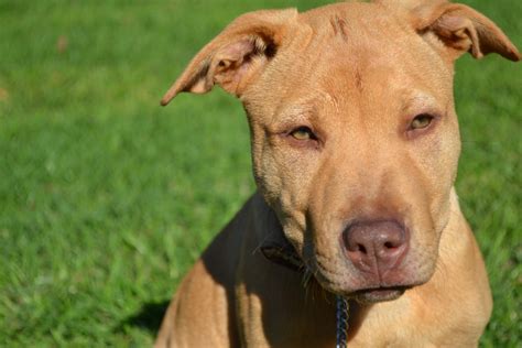 Sharpull Terrier Shar Pei And Pitbull Mix Info Pictures Facts Hepper