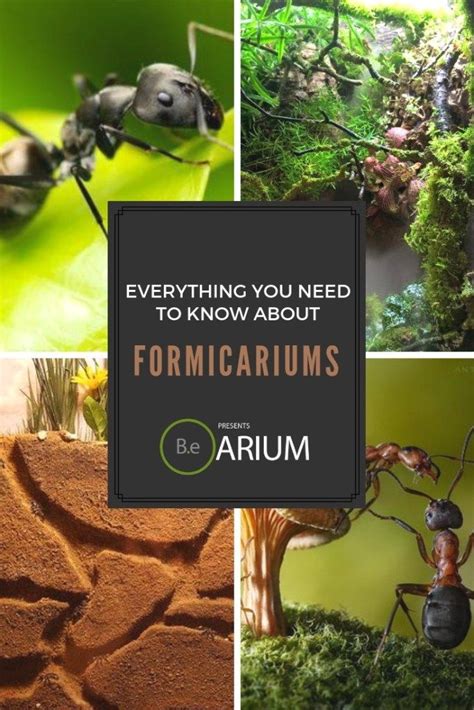 Why isn't my dianthus blooming? Formicarium: Complete Care Guide & "How To" Build ...