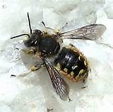 Pictures of Wasp Kkk