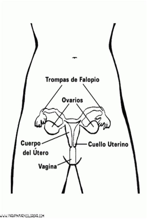 Aparato Reproductor Masculino Para Colorear Sin Nombres Anatom Sketch
