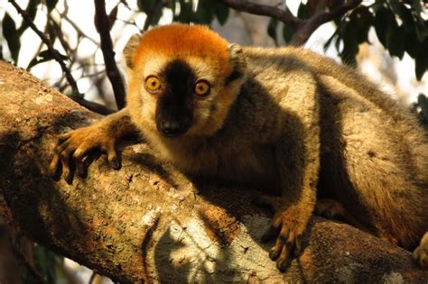 Lemurs May Be Making Medicine Out Of Millipedes Come See