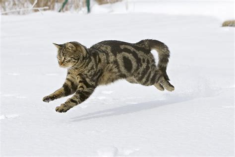 Domestic Cat Felis Catus Male Running Photograph By Konrad Wothe Pixels