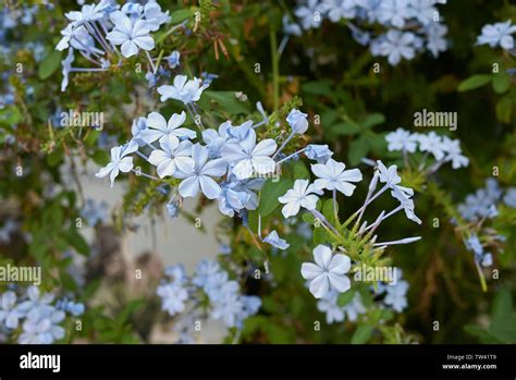 Blue Flower Of Plumbago Auriculata Shrub Stock Photo Alamy