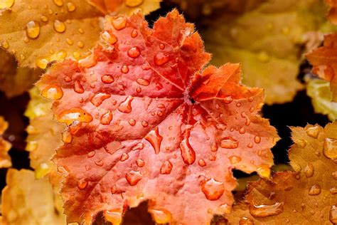 Autumn Leaves Water Drops Nature Sheet Droplets Yellow Orange