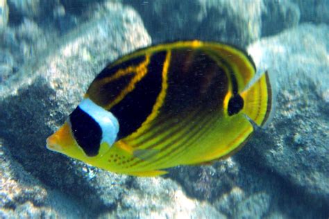Racoon Butterfly Fish Hawaii Pictures