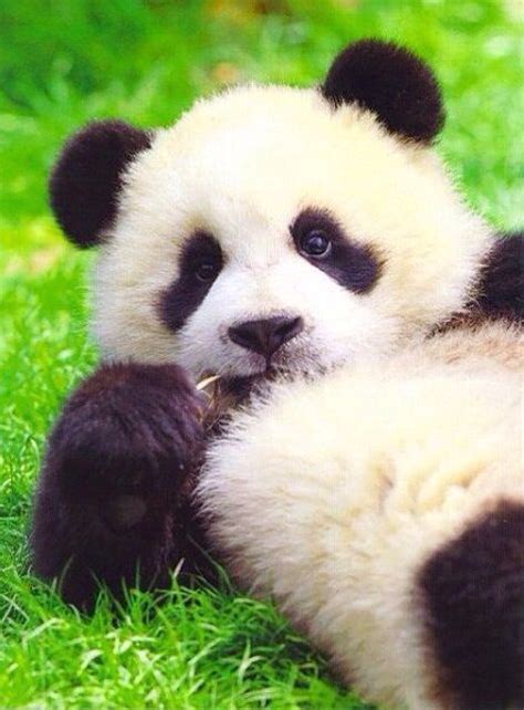 1736 Best Images About Giant Pandas So Cute On Pinterest San Diego