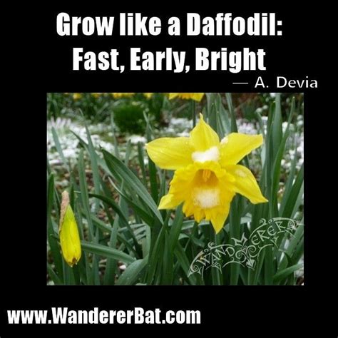 Grow Like A Daffodil Fast Early Bright