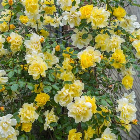 The Best Climbing Roses For Your Garden Trellis Or Pergola Bob Vila