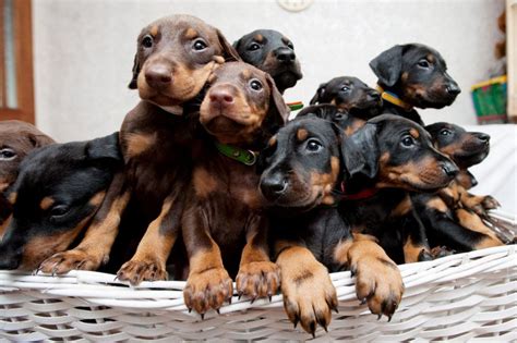 Doberman pinscher puppies and dogs. Pictured: Doberman shocks new owner by giving birth to ...