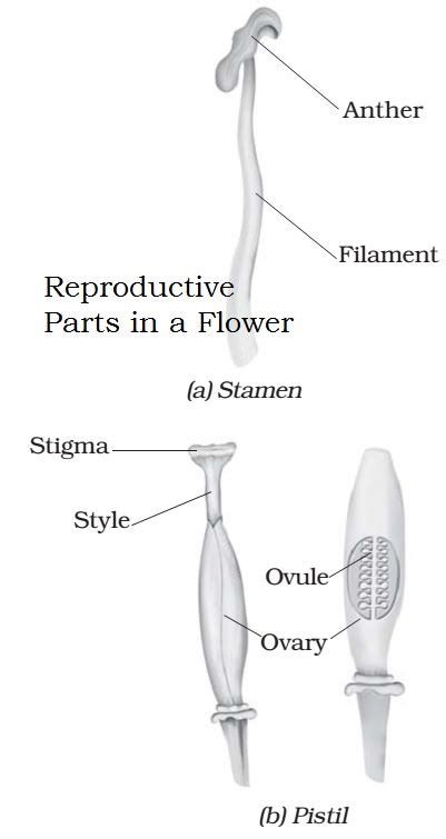 Sexual And Asexual Reproduction In Plants