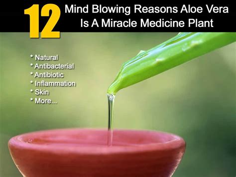 Miracle aloe vera gel a head to toe product! 12 Mind Blowing Reasons Aloe Vera Is A Miracle Medicine ...