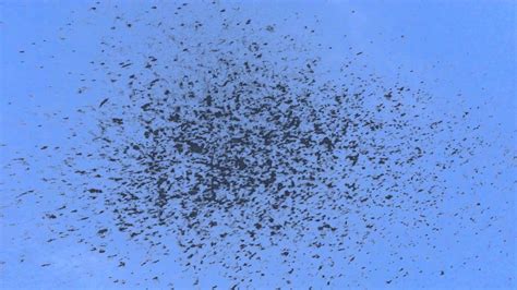 Swarming Mayfly Insect Bugs Youtube