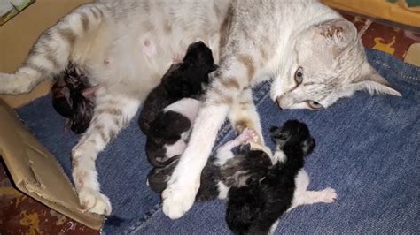 Cat Giving Birth To 4 Kittens With Complete Birthing Process Part 1 Otosection