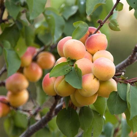 Dwarf fruit trees are the perfect choice to grow fruit in small, confined spaces. Cot-N-Candy Apriumí«ŒÂ Tree (Semi-dwarf)