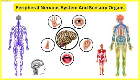 Peripheral Nervous System And Sensory Organs