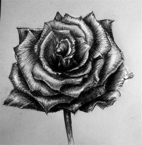 Pencil Drawing Shaded Rose