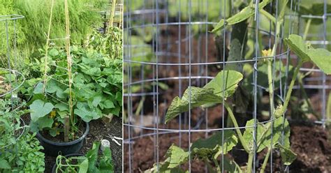 25 Functional Diy Cucumber Trellis Ideas Balcony Garden Web