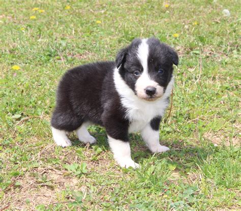 How Old Are Border Collie Puppies