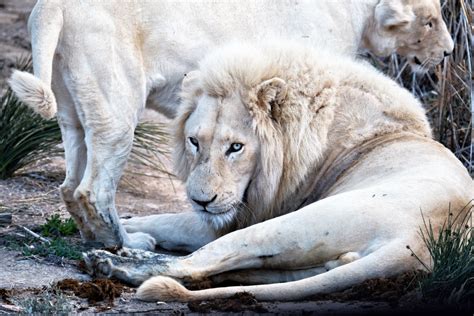 A Rare Encounter Spotting White Lions In The Wild Condé Nast Traveler