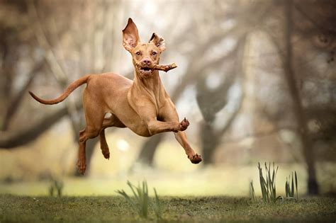 Brown Dog Flying Running Caine Funny Animal Coolwallpapersme