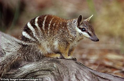 The Weirdest Aussie Animals Youve Never Heard Of Daily