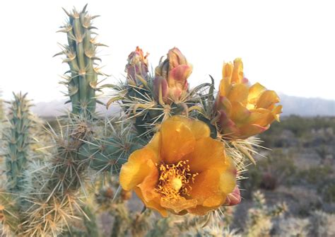 Plants Mojave National Preserve Us National Park Service