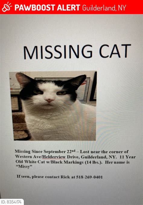 Guilderland Ny Lost Female Cat Missy Is Missing Pawboost