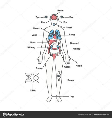 This article looks at female body parts and their functions, and it provides an interactive diagram. Diagram and Wiring: Diagram Of Internal Organs Female