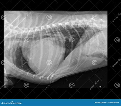 Dog Pericardial Effusion X Ray Stock Photography Image 30050822