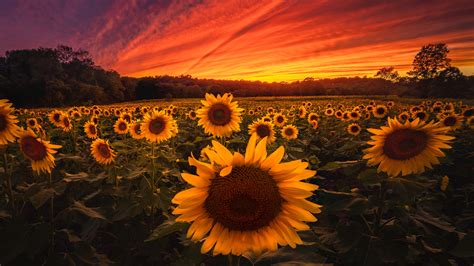 Wide Yellow Sunflowers With Background Of Red Sky During Sunset 4k 5k