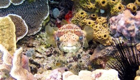 These Happy Sea Creatures Will Make You Smile Bristol Aquarium