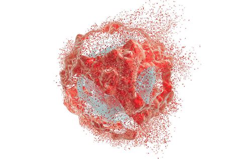 Destruction Of A Cancer Cell Photograph By Kateryna Konscience Photo