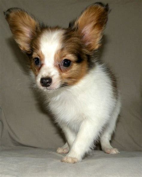 Papillon Puppies For Sale Peachtree City Ga 319611