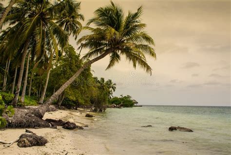 Palm Trees On Tropical Beach In The Colombiaamerica Sur Stock Photo