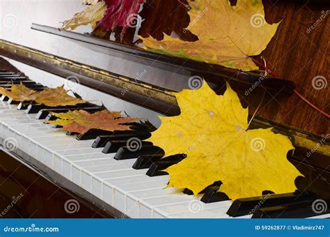 Maple Leaves On A Piano Stock Image Image Of Autumn 59262877