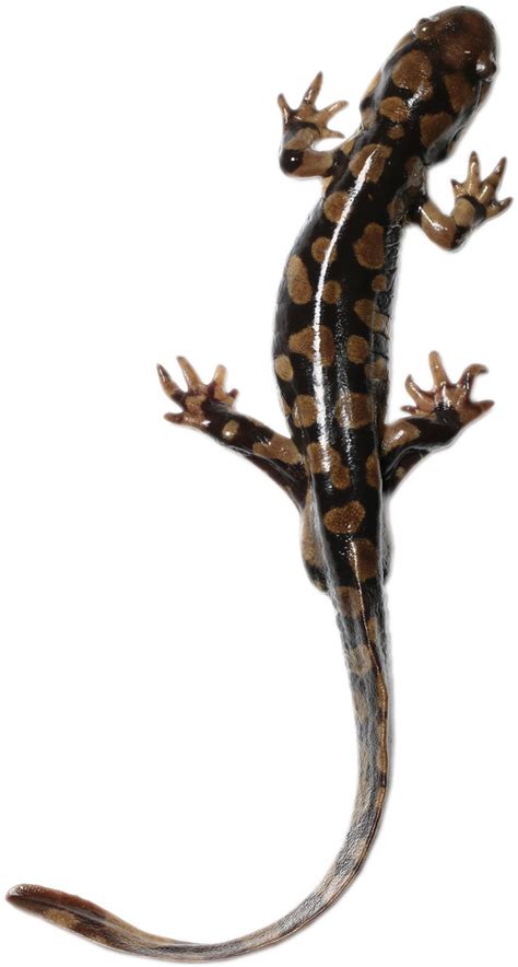 Ambystoma Tigrinum Eastern Tiger Salamander An Adult Mal Flickr