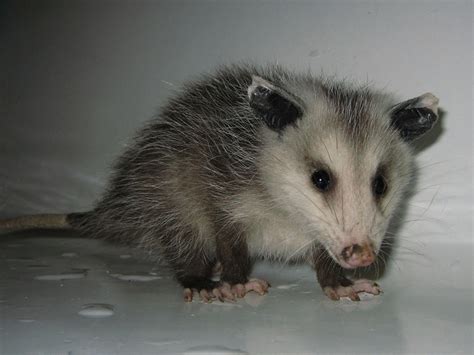 Cute Baby Opossum Photos Possum Photographs Pictures And Oppossum Images