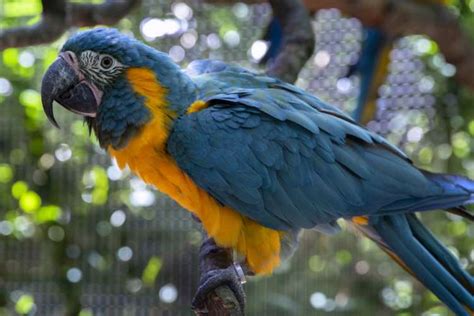 Blue Throated Macaw Zoo Atlanta