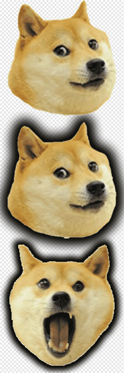 Meme Doge Polosan Doge Con Gorro Png Large Collections Of Hd
