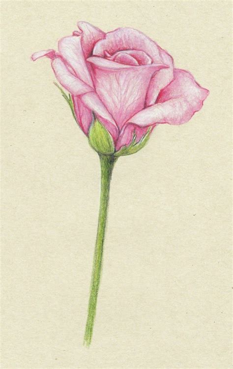 Il sito propone migliaia di disegni per ragazzi che amano l'arte. 1001 + Idee per Come disegnare una rosa con tutorial ...
