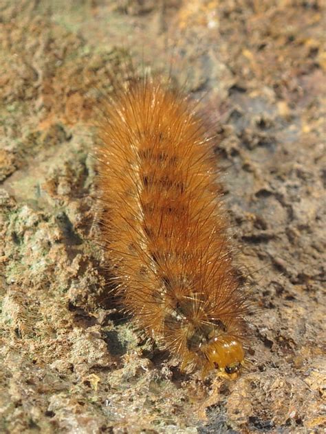 British Caterpillars Buff Ermine Wildlife Insight