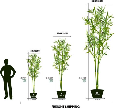 This size tree is large enough to provide instant coverage, but still manageable by hand. 15'-25' Feet Tall Bamboo (30 Gallon) - Lewis Bamboo