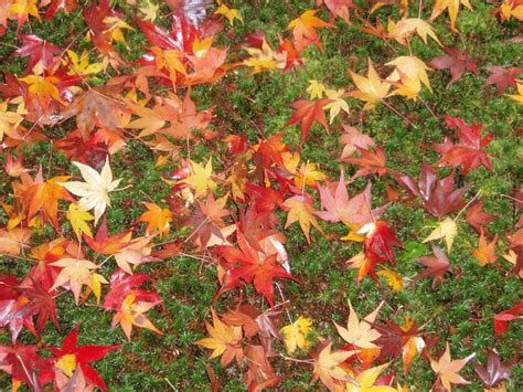 Deer won't eat this hydrangea variety. Autumn leaves. Love the colors. Kyoto, Japan